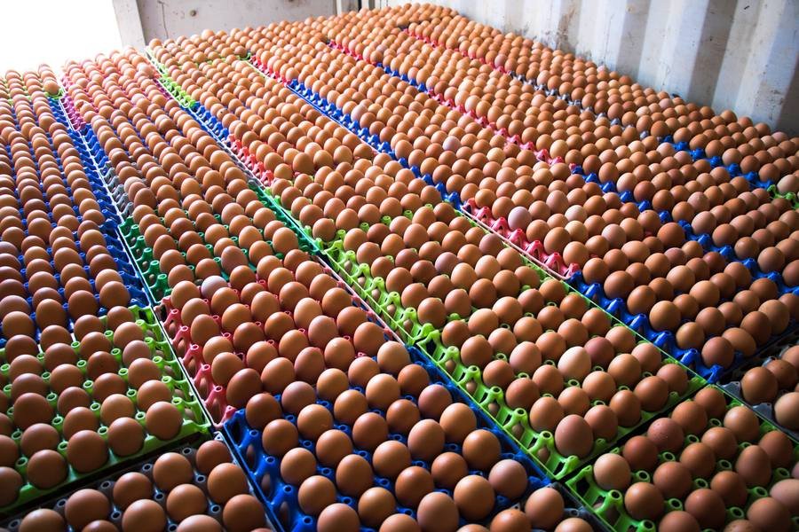 Fresh eggs